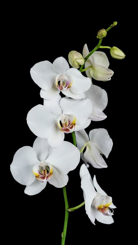 White Orchids, Metal Poster Displate, Black Background, Orchids, Water, White, Black