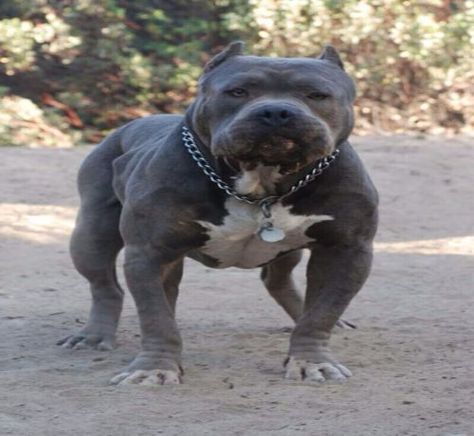 Blue Nose PitBull - 15 Interesting Facts About this Dog Pitbull Blue, Blue Pitbull, Blue Nose Pitbull, Blue Pits, Bully Dog, Pitbull Puppies, Pitbull Lover, Bully Breeds, American Pitbull Terrier