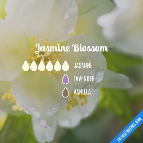 Jasmine Essential Oil Blends, Essential Oil Perfume Blends, Essential Oil Perfumes Recipes, Essential Oil Combinations, Magia Das Ervas, Essential Oil Diffuser Blends Recipes, Jasmine Essential Oil, Essential Oils Guide, Essential Oil Diffuser Recipes