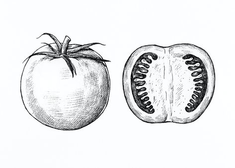 Hand drawn fresh tomatoes set | premium image by rawpixel.com Tomato Sketch Pencil, Vegetable Presentation, Tomato Sketch, Tomato Drawing, Pineapple Vector, Pizza Vector, Apple Illustration, Cocktails Vector, Apple Vector