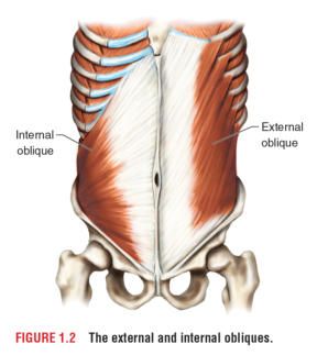 O External Oblique Muscle, Obliques Anatomy, External Oblique, Skeleton Muscles, Human Anatomy For Artists, Anatomy Bones, Human Body Facts, Pilates Moves, Musculoskeletal System