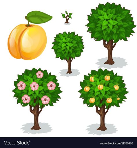 Apricot Tree, Tree Growth, Peach Trees, Green Bottle, Signage Design, Kawaii Art, Logo Icons, Anton, Free Vector Images