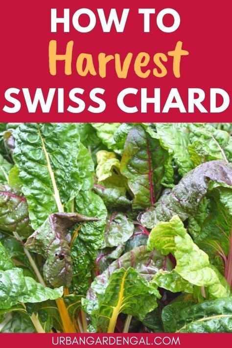 Harvesting swiss chard Swiss Chard Plant, Cooking Swiss Chard, Growing Swiss Chard, Swiss Chard Recipes Easy, Red Chard, Growing Vegetables In Pots, Swiss Chard Recipes, Chard Recipes, Rainbow Chard