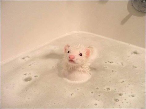 Ferret, Bubbles, Water, White