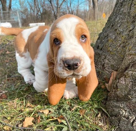 Baby Basset Hound, Basset Puppies, Puppies Cutest, Basset Hound Puppy, Hound Puppies, Basset Hound Dog, Cute Animals Puppies, Very Cute Dogs, Bad Behavior