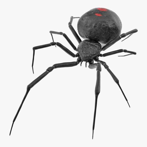 Widow Spider 3D Model #AD ,#Widow#Spider#Model Widow Spider, Max On, Real Model, 3ds Max Models, Aesthetic Template, 3d Artist, Low Poly, Real Photos, Royalty