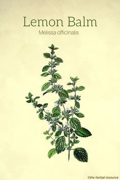 Lemon Balm Herb Uses, Benefits and Side Effects Herb Uses, Lemon Balm Uses, Melissa Officinalis, Herbal Plants, Herbal Apothecary, Healing Plants, Illustration Botanique, Herbal Healing, Herbs For Health