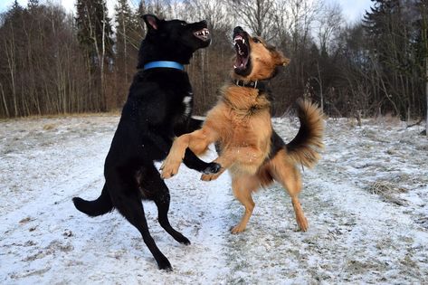 It’s important that we understand red zone dogs — why they act the way they do and why we need to address the owner’s behavior as well. Working Line German Shepherd, Walking Routine, Dog Exercise, Aggressive Dog, Two Dogs, Dog Behavior, Mouse Mat, Dog Park, Dog Trainer