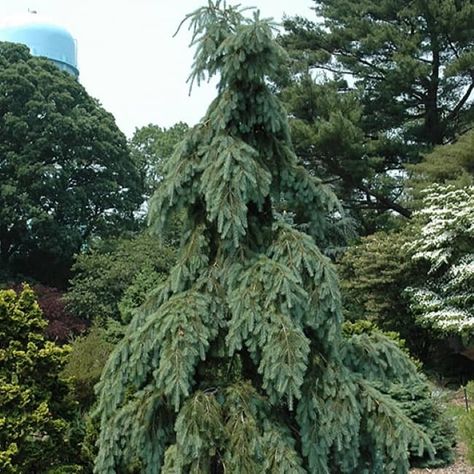 18 Beautiful Weeping Evergreen Trees With Hanging Branches Weeping Norway Spruce Landscape, Weeping Pine Tree, Weeping White Spruce Landscape, Weeping Conifers, Weeping Evergreen Trees, Weeping Evergreen, Evergreen Trees Landscaping, Weeping Alaskan Cedar, Weeping White Spruce