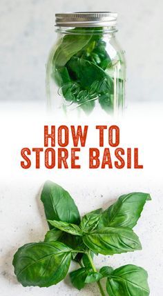 Store Fresh Basil, Storing Fresh Basil, Storing Basil, Preserve Fresh Herbs, Store Fresh Herbs, Harvesting Basil, Herb Storage, Preserving Herbs, Basil Recipes