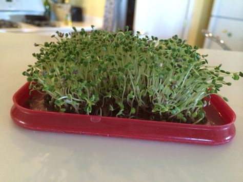 Home Grown Chia Sprouts Radish Sprouts, Vegetables For Babies, Growing Microgreens, Dry Coconut, Leafy Vegetables, Raw Vegetables, Grow Kit, Sustainable Food, Green Vegetables