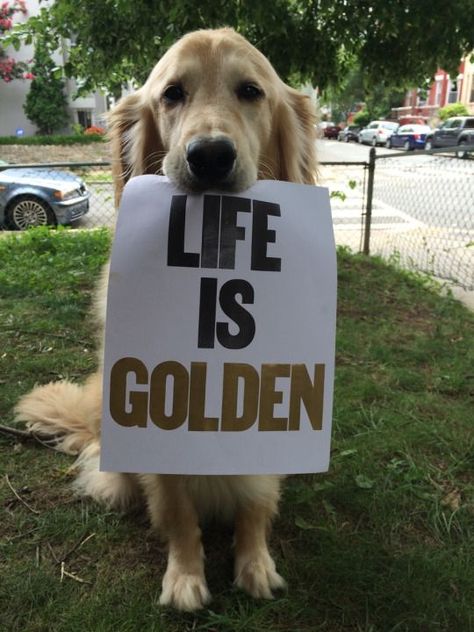 Golden Retriever Training, Life Is Golden, Perros Golden Retriever, Chien Golden Retriever, Golden Retriever Funny, Golden Retriever Mix, Dogs Training, Daisy Girl, Golden Dog