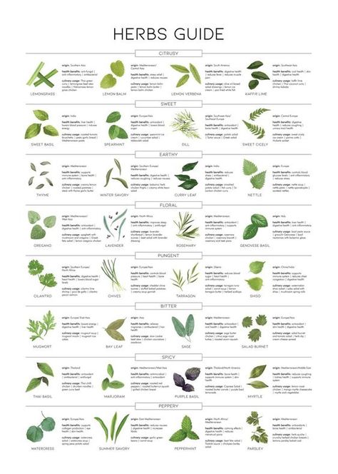 Herbs Guide #Herbs #Medicinal Plants Herb Guide, Resep Smoothie, Medicinal Herbs Garden, Medical Herbs, Magic Herbs, Natural Healing Remedies, Herbal Healing, Home Health Remedies, Herbal Magic