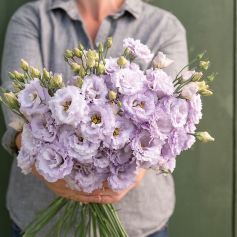 Voyage 2 Series Lisianthus Seeds | Johnny's Selected Seeds Lavender Lisianthus, Summer Harvest, Plant Spacing, Fresh Cut Flowers, Flower Display, Flower Farm, Lavender Flowers, All Flowers, Planting Seeds