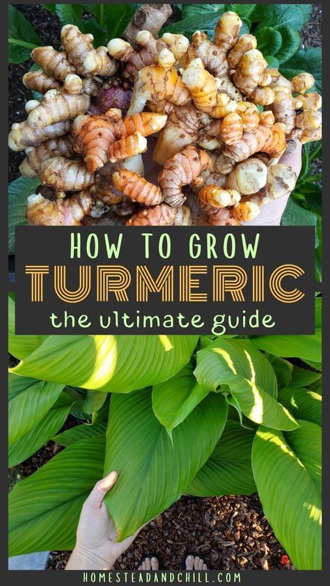 Turmeric Growing, Growing Herbs In Pots, Grow Turmeric, Turmeric Plant, Harvest Storage, Medicine Garden, Healthy Nutrition Plan, Grow Your Own Food, Growing Herbs