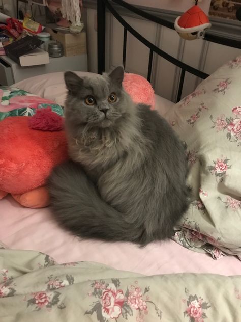 blue british longhair (his name is Topaze) Longhair British Cat, British Long Haired Cat, British Long Hair, Wall Motivation, Longhaired Cat, British Longhair Cat, British Cats, British Blue Cat, Long Haired Cat