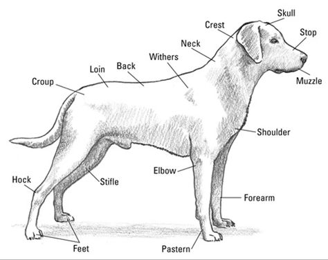 Dog Diagram, Labrador Outline, Labs Dogs, American Labrador, 4h Projects, Black Labs Dogs, Animal Body Parts, Dog Anatomy, Lab Dog