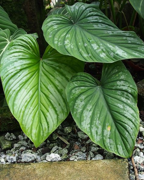 Philodendron Mamei Silver, Philodendron Mamei, Silver Cloud, Plant Leaves, Plants, Silver