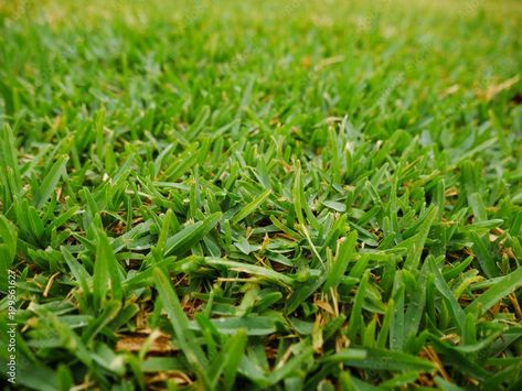 Cobbitty Lawn Turf, Sir Walter Buffalo Turf, Buffalo Turf Prices Buffalo Grass Lawn, Summer Lawn Care, Lawn Problems, Organic Liquid Fertilizer, Turf Installation, Lawn Pests, Lawn Turf, Garden Problems, Growing Grass