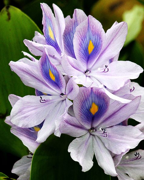 Water Hycanith, Hycanith Flower, Water Hyacinth Flower, Floral Sleeves, Peacock Tail, Floating Plants, Water Hyacinth, Succulent Terrarium, Rare Flowers