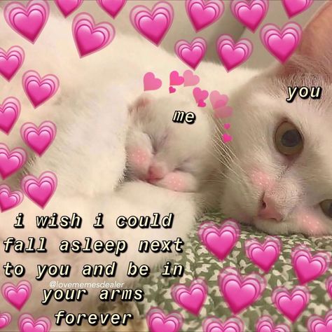 i hit 1000 soon, and i just wanna say this account makes me incredibly happy. thank you for following. each of you have my whole heart and… My Heart For You, Cute Couple Memes, Love Memes For Him, Funny Couples Memes, Heart Memes, Love You Meme, Couple Memes, Memes For Him, Cute Cat Memes