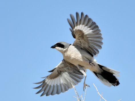 Northern Shrike, Hozier Songs, Shrike Bird, Hozier Tattoo, Loggerhead Shrike, Butcher Bird, Utility Wire, Northern Mockingbird, Fantasy Football Logos