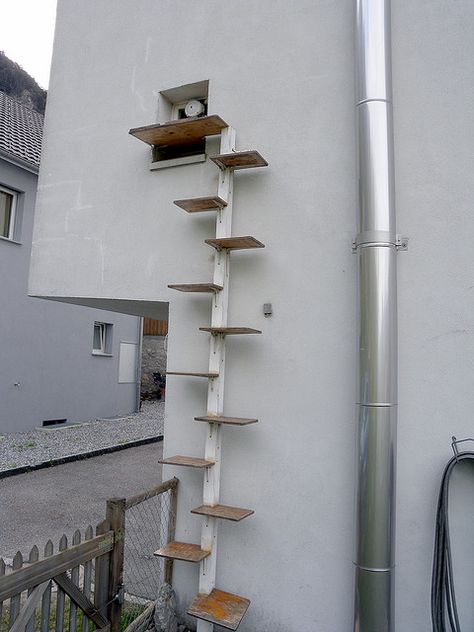 Cat ladder Cat Walkway, Cat Ramp, Cat Habitat, Katt Grejer, Cat Ladder, Cat Stairs, Cat Patio, Living With Cats, Cat Steps