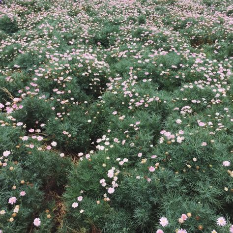 Collector Aesthetic, Earth Baby, Female Fertility, Red Blossoms, Zoom Photo, Aesthetic Nature, Mood And Tone, White Doves, Spring Aesthetic