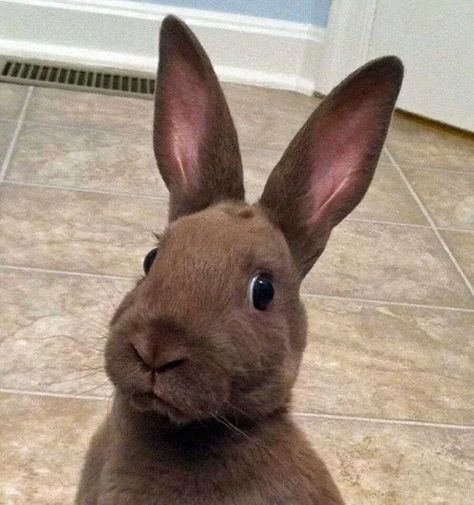 When your best friend gets back together with her boyfriend for the seventh time and swears that “this time is different.” | 21 Bunny Reactions For Everyday Situations Somebunny Loves You, When Your Best Friend, House Rabbit, Funny Bunnies, Baby Bunnies, Hamsters, Funny Animal Pictures, Animal Memes, Cute Bunny