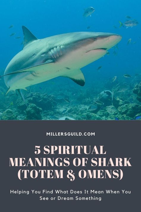 5 Spiritual Meanings of Shark (Totem & Omens) 1 Shark Spiritual Meaning, Shark Totem, Shark Symbolism, Animals Symbolism, Shark Meaning, Basking Shark, Totem Animals, Strongest Animal, Give Directions