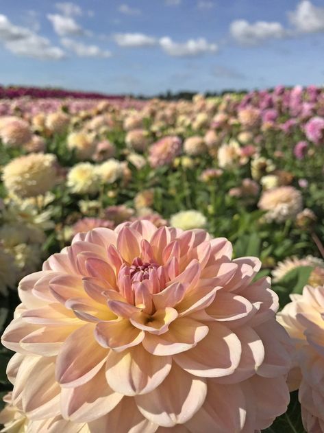 Dahlia Malia Sweet pastel colors  #pastel #dahlia #pastelflowers #pinkflowers #gardening #plantingtime Dalia Flower, Flower Lockscreen, Dahlia Flower Garden, Dahlia Tubers, Dahlias Garden, Growing Dahlias, Family Flowers, Cut Flower Garden, Nothing But Flowers