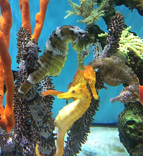 Seahorse Aquarium Tanks, Pet Seahorse, Seahorse Aquarium, Dream Aquarium, Seahorse Tank, Reef Tank Aquascaping, Coral Aquarium, Sea Dragons, Aquatic Creatures