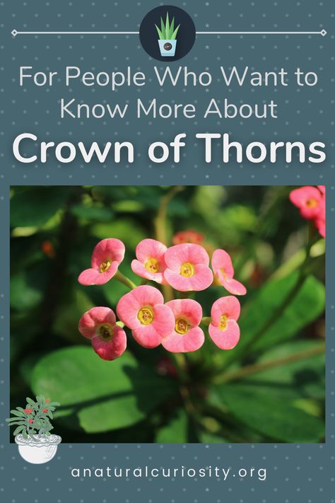 Crown Of Thrones, Best Plants For Home, Crown Of Thorns Plant, Succulent Fertilizer, Jesus Crown, The Crown Of Thorns, Euphorbia Milii, Household Pests, White Flies