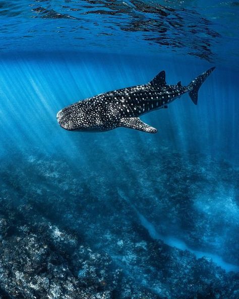 Aesthetic Whale Shark, Ocean Aesthetic Whale Shark, Swim With Whale Sharks, Ocean Creatures Art, Ocean Life Photography, Sharks In The Ocean Aesthetic, Diving With Whale Sharks, Fallbrook California, Leopard Shark