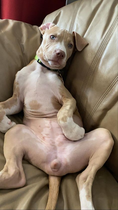 The new pitsit. #pitbulls #pitbullpuppies #pitbullterrier #pitbulldog Female Pitbull, Pitbull Pictures, Center Of Gravity, American Staffordshire, Pitbull Puppies, Pitbull Dog, Pictures Ideas, Pitbull Terrier, Pitbull