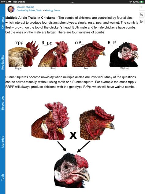 Poultry Breeds, Chicken Coloring, Selective Breeding, Chicken Breeds, Raising Chickens, Bird Toys, Farm Animal, Farm Animals, Chicken