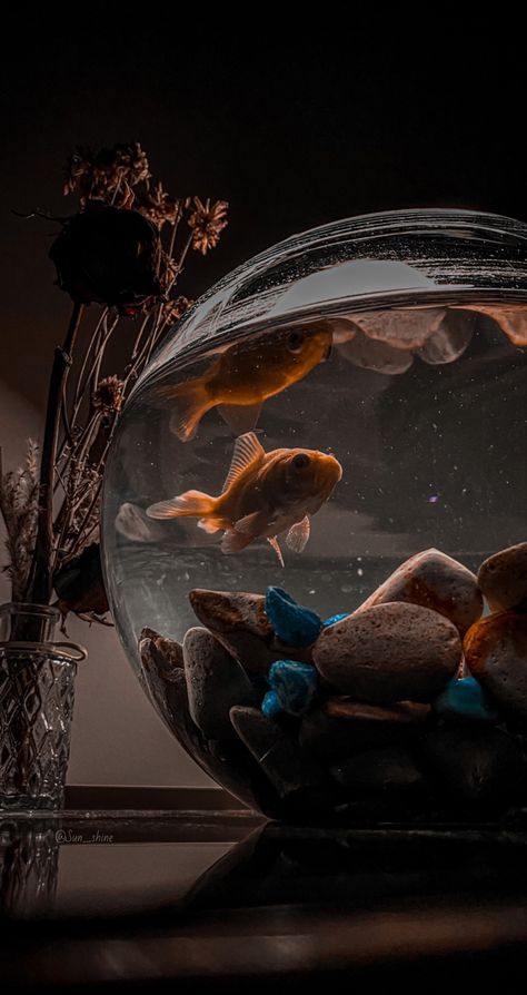 Fish Pet Aesthetic, Fish Aesthetic Wallpaper, Fish Tank Aesthetic, Fish Tank Wallpaper, Goldfish Aesthetic, Cool Fish Tank Decorations, Cute Drawing Images, Fish Photography, Tank Wallpaper