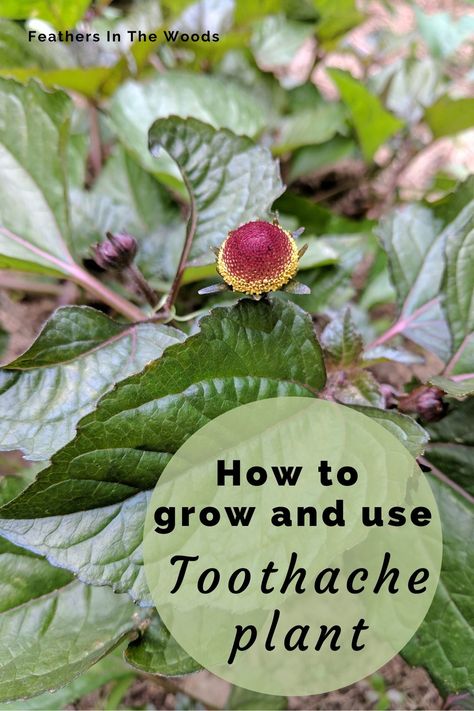 Toothache Plant, Preserve Fresh Herbs, Wild Food Foraging, Herbal Remedies Recipes, Medicinal Herbs Garden, Medical Herbs, Herb Gardening, Herbs For Health, Oral Health Care