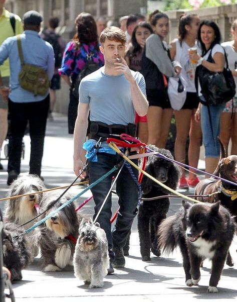 Blaise Harry Potter, Citate Harry Potter, Glume Harry Potter, Celebrity Dogs, Harry Potter Memes Hilarious, Buku Harry Potter, Harry Potter Puns, Images Harry Potter, Tyler Posey