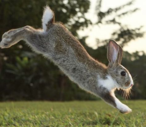 Bunny Running, Rabbit Pose, Running Images, Animal Photography Wildlife, Wolf Warriors, Wild Rabbit, This Is The Day, Reasons To Be Happy, Rejoice And Be Glad