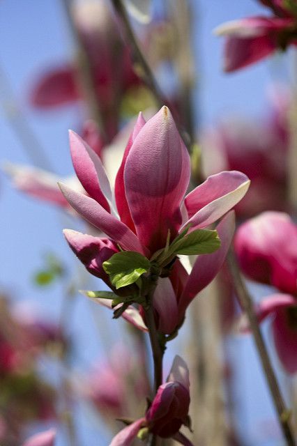 Red Magnolia, Flower Red, Magnolia Flower, Pretty Flowers, Mirror Decor, Magnolia, Beautiful Flowers, Photo Sharing, Wallpapers