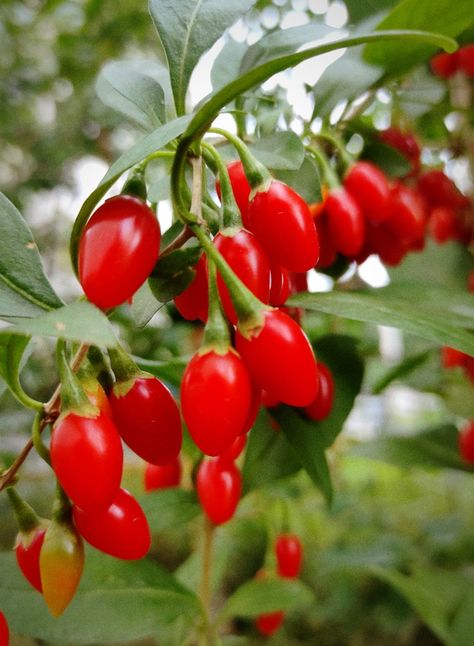 Goji Berry, Goji Berries, Favorite Cookies, Aesthetic Clothes, Berry, Fruit, Plants, Red, Clothes