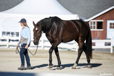 Create Routine, Horse Transport, Equine Veterinarian, Equine Veterinary, Horse Lead, Show Jumping Horses, Equestrian Aesthetic, Horse Riding Tips, Horse Anatomy