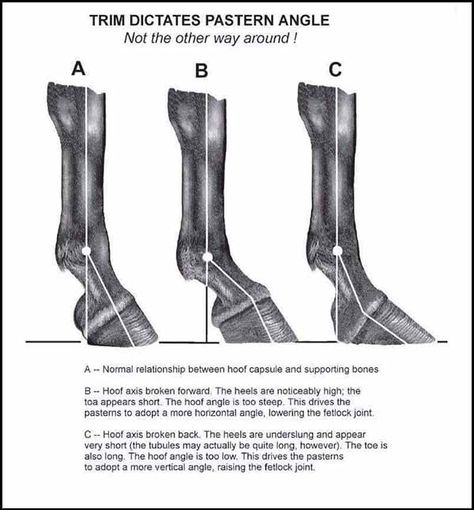 Horse Confirmation, Horse Hooves, Equine Veterinary, Equine Care, Horse Lessons, Horse Information, Horse Hoof, Healthy Horses, Horse Care Tips