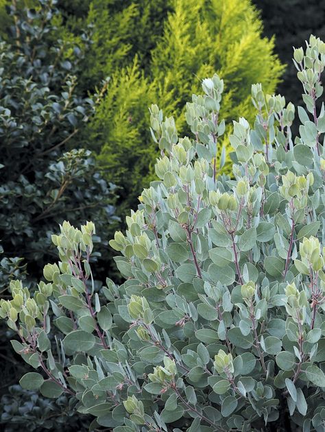 Cupressus Macrocarpa, Pnw Garden, Pacific Northwest Garden, California Native Garden, Northwest Garden, Northwest Landscaping, California Native Plants, Australian Garden, Garden Shrubs