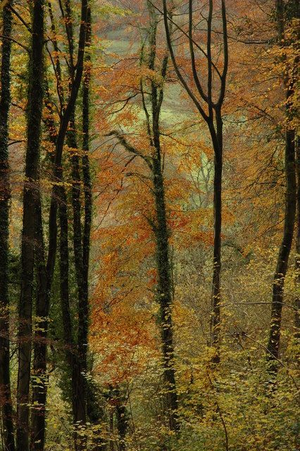 Horsley Woods in Gloucestershire is an example of ancient beech woodland, typical of the Jurassic limestone of the west Cotswolds. The woods include ash and oak. The woodland understorey is hazel and hawthorn with ground flora of bluebell, wood garlic, wood anemone and dog's mercury. Hazel Wood, Wood Anemone, Anemone, Beech Wood, Tree Trunk, Garlic, Ash, England, Forest