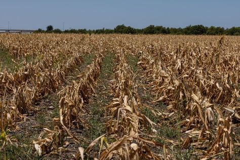 Dried-Out Farms From China to Iowa Will Pressure Food Prices - Bloomberg Corn Crop, Yangtze River, Corn Plant, River Basin, Stage Set, All About Plants, Extreme Weather, Water Supply, All About Eyes