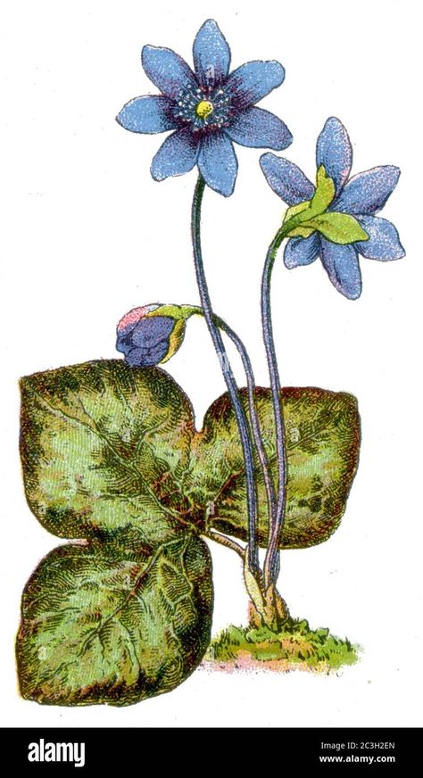 liverwort / Hepatica nobilis, Syn.: Anemone hepatica, Hepatica triloba / Leberblümchen / botany book, 1909 Stock Photo - Alamy Hepatica Flower, Anemone Hepatica, Hepatica Nobilis, Botany Books, Anniversary Ideas, Flower Applique, Anemone, Botany, Your Image