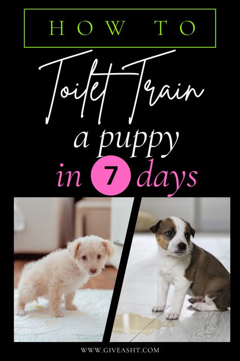 Dive into our 7-day blueprint to doggy potty perfection! Learn how to toilet train a puppy in 7 days and reclaim your clean carpets. Every pup’s a challenge, but with our guide, every home can be a mess-free zone! 🐾 Night Time Potty Training, Puppy Toilet Training, Dog Owner Tips, Dog Entertainment, Train A Puppy, Training Puppy, Potty Training Puppy, Potty Train, Dog Training Videos