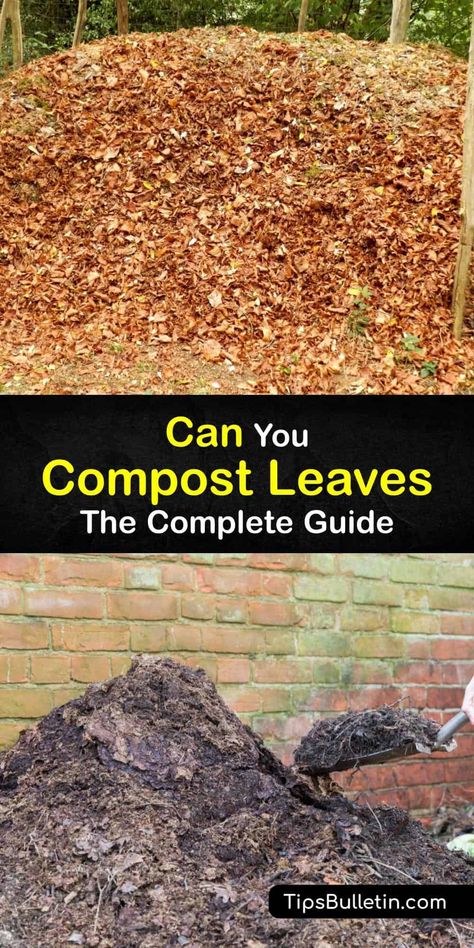 Learning how to compost shredded leaves is the best way to recycle fallen leaf piles from around your home into beneficial leaf compost for the garden. Learn how to create a balanced compost pile using organic materials at your disposal. #howto #compost #leaves Leaf Composting, Leaf Mold Compost, Composting Leaves, Leaf Compost, Composting Process, Compost Soil, Diy Compost, How To Make Compost, Composting At Home